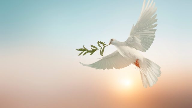 white dove or white pigeon carrying olive leaf branch on pastel